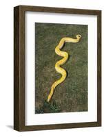 Burmese Python-DLILLC-Framed Photographic Print