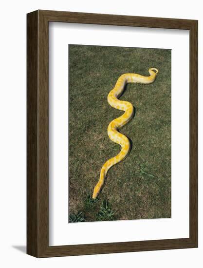 Burmese Python-DLILLC-Framed Photographic Print