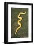 Burmese Python-DLILLC-Framed Photographic Print