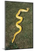 Burmese Python-DLILLC-Mounted Photographic Print