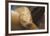 Burmese Python-DLILLC-Framed Photographic Print