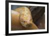 Burmese Python-DLILLC-Framed Photographic Print