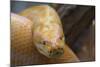 Burmese Python-DLILLC-Mounted Photographic Print