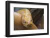 Burmese Python-DLILLC-Framed Photographic Print