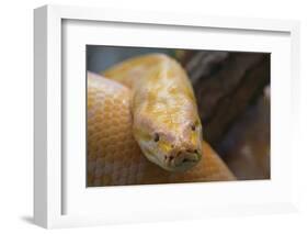 Burmese Python-DLILLC-Framed Photographic Print