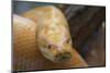 Burmese Python-DLILLC-Mounted Photographic Print