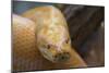 Burmese Python-DLILLC-Mounted Photographic Print