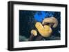 Burmese Python-DLILLC-Framed Photographic Print