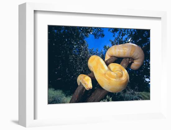 Burmese Python-DLILLC-Framed Photographic Print