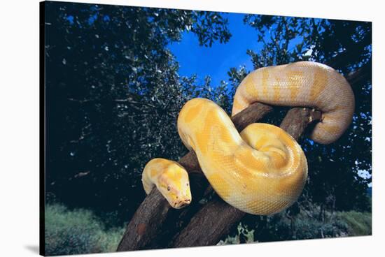 Burmese Python-DLILLC-Stretched Canvas