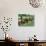 Burmese Women Plant Rice at the Beginning of the Monsoon Season-null-Stretched Canvas displayed on a wall