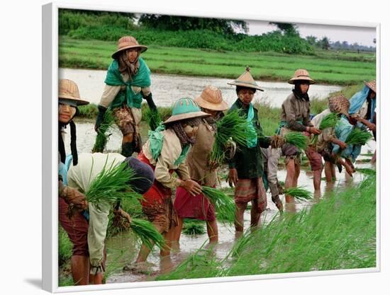 Burmese Women Plant Rice at the Beginning of the Monsoon Season-null-Framed Photographic Print