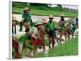 Burmese Women Plant Rice at the Beginning of the Monsoon Season-null-Framed Photographic Print