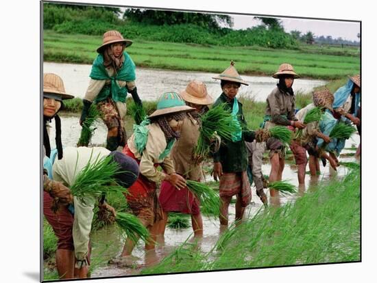 Burmese Women Plant Rice at the Beginning of the Monsoon Season-null-Mounted Photographic Print