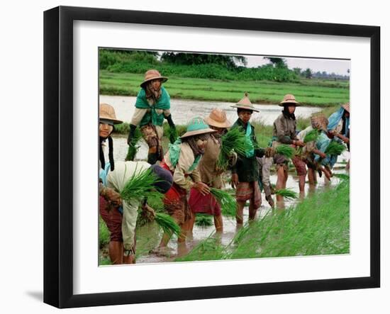 Burmese Women Plant Rice at the Beginning of the Monsoon Season-null-Framed Photographic Print