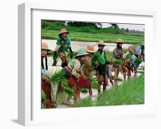 Burmese Women Plant Rice at the Beginning of the Monsoon Season-null-Framed Photographic Print