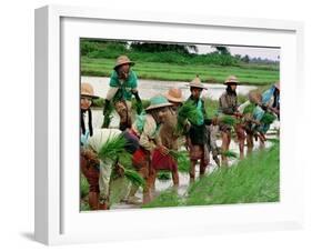 Burmese Women Plant Rice at the Beginning of the Monsoon Season-null-Framed Photographic Print