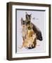 Burmese-Barbara Keith-Framed Giclee Print