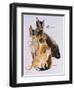 Burmese-Barbara Keith-Framed Giclee Print