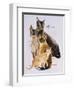 Burmese-Barbara Keith-Framed Giclee Print