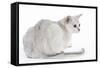 Burmilla Cat 6 Month Old Kitten in Studio-null-Framed Stretched Canvas