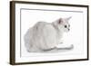 Burmilla Cat 6 Month Old Kitten in Studio-null-Framed Photographic Print