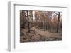 Burned Canary pine trees, La Palma Island, Canary Islands, Spain, Europe-Sergio Pitamitz-Framed Photographic Print