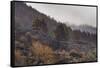 Burned Canary pine trees, La Palma Island, Canary Islands, Spain, Europe-Sergio Pitamitz-Framed Stretched Canvas