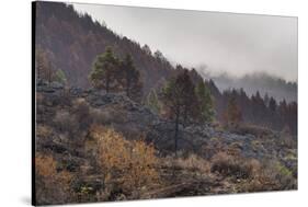 Burned Canary pine trees, La Palma Island, Canary Islands, Spain, Europe-Sergio Pitamitz-Stretched Canvas
