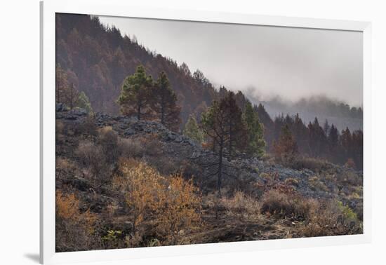 Burned Canary pine trees, La Palma Island, Canary Islands, Spain, Europe-Sergio Pitamitz-Framed Photographic Print