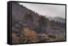 Burned Canary pine trees, La Palma Island, Canary Islands, Spain, Europe-Sergio Pitamitz-Framed Stretched Canvas