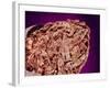 Burned Tip of Cigarette-Micro Discovery-Framed Photographic Print