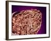 Burned Tip of Cigarette-Micro Discovery-Framed Photographic Print