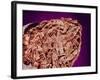 Burned Tip of Cigarette-Micro Discovery-Framed Photographic Print