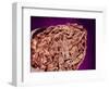 Burned Tip of Cigarette-Micro Discovery-Framed Photographic Print