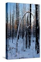 Burned Trunk Bending to Earth-Latitude 59 LLP-Stretched Canvas