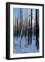 Burned Trunk Bending to Earth-Latitude 59 LLP-Framed Photographic Print