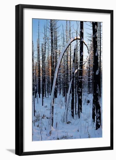 Burned Trunk Bending to Earth-Latitude 59 LLP-Framed Photographic Print