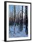 Burned Trunk Bending to Earth-Latitude 59 LLP-Framed Photographic Print