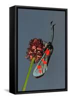 Burnet Moth, Adder's Wort-Harald Kroiss-Framed Stretched Canvas