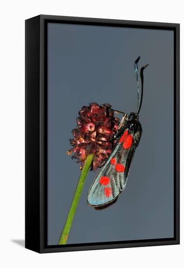 Burnet Moth, Adder's Wort-Harald Kroiss-Framed Stretched Canvas