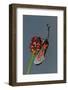 Burnet Moth, Adder's Wort-Harald Kroiss-Framed Photographic Print