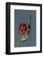 Burnet Moth, Adder's Wort-Harald Kroiss-Framed Photographic Print