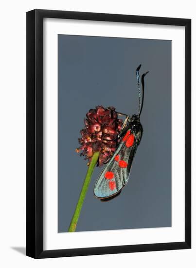 Burnet Moth, Adder's Wort-Harald Kroiss-Framed Photographic Print