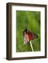 Burnet Moth, Stalk-Harald Kroiss-Framed Photographic Print