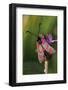 Burnet Moth, Thistle-Harald Kroiss-Framed Photographic Print