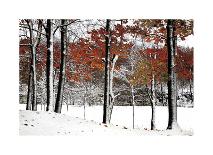 Snowfall III-Burney Lieberman-Art Print