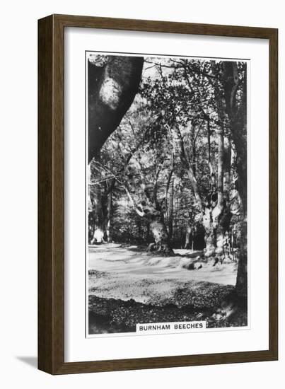 Burnham Beeches, Buckinghamshire, 1937-null-Framed Giclee Print