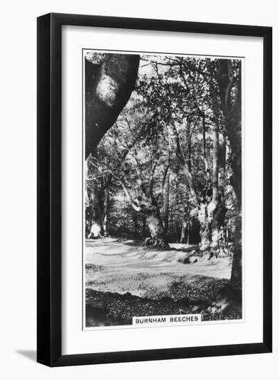 Burnham Beeches, Buckinghamshire, 1937-null-Framed Giclee Print