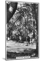 Burnham Beeches, Buckinghamshire, 1937-null-Mounted Giclee Print